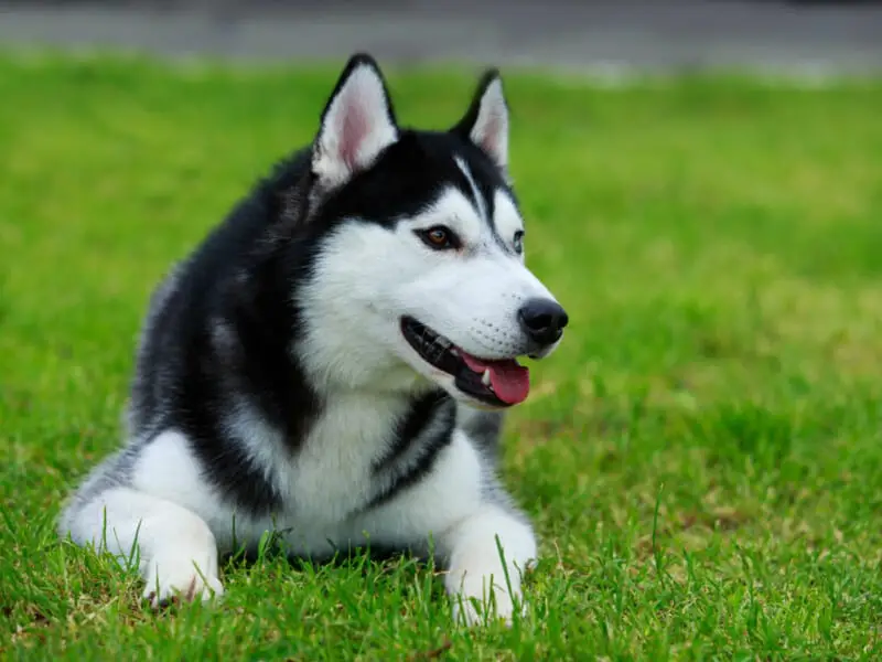 Show husky VS Working husky (4 Major Differences)