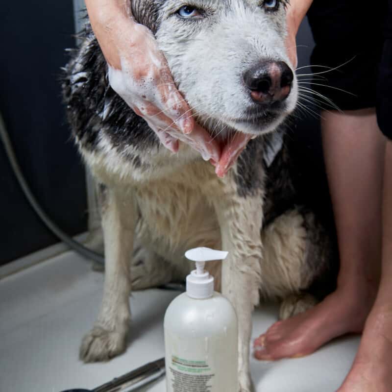 How Often To Bathe Husky