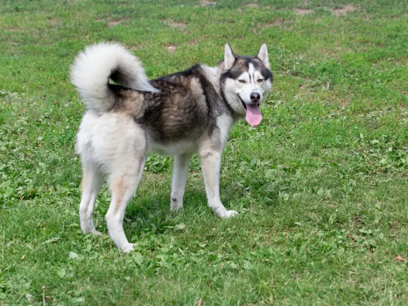 alaskan husky wags its tail