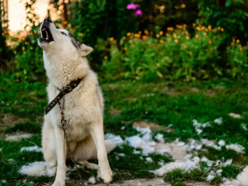 how-to-stop-a-husky-from-howling-when-left-alone-reasons-solution