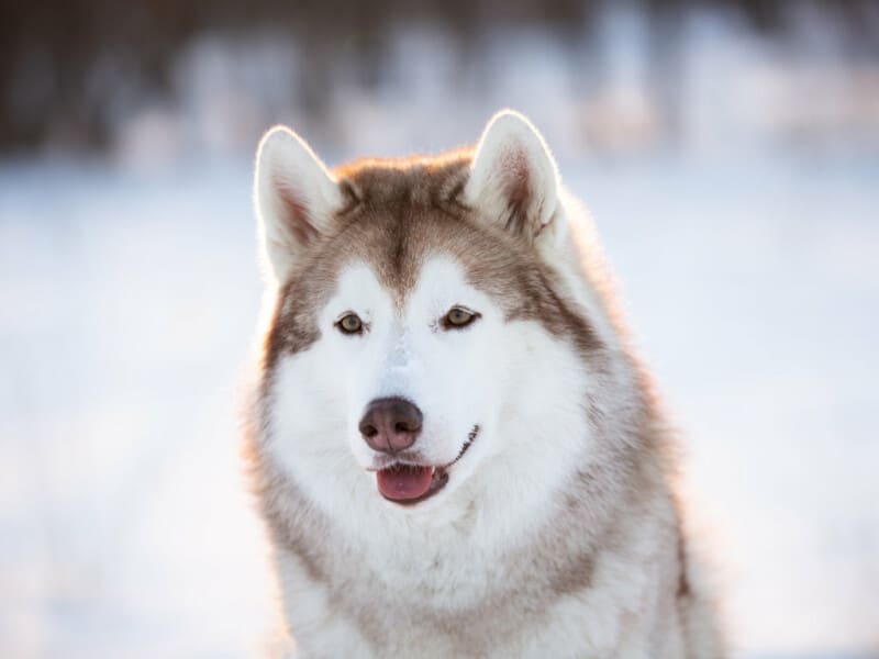 How Can You Tell If A Husky Is Purebred? - 4 Easy Tips To Find Purebred!