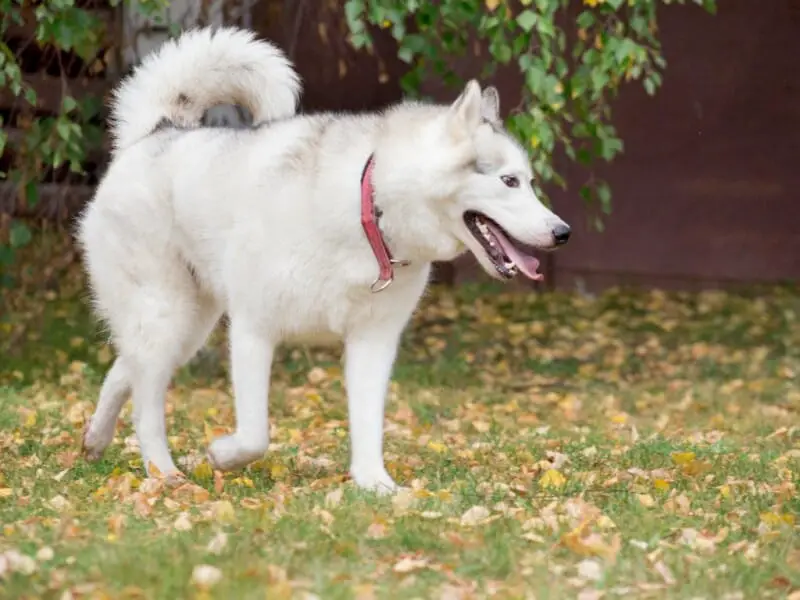 why-do-huskies-tails-curl-up-3-reasons-how-to-care