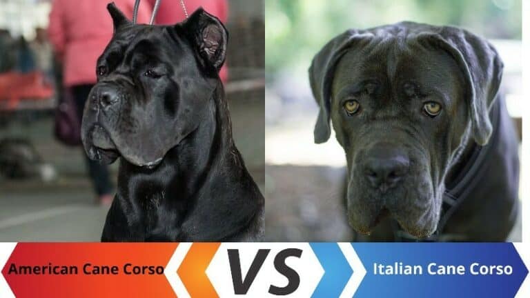 american-cane-corso-vs-italian-cane-corso-5-key-differences