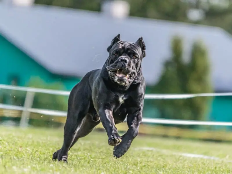 How to prevent aggression in Cane Corsos