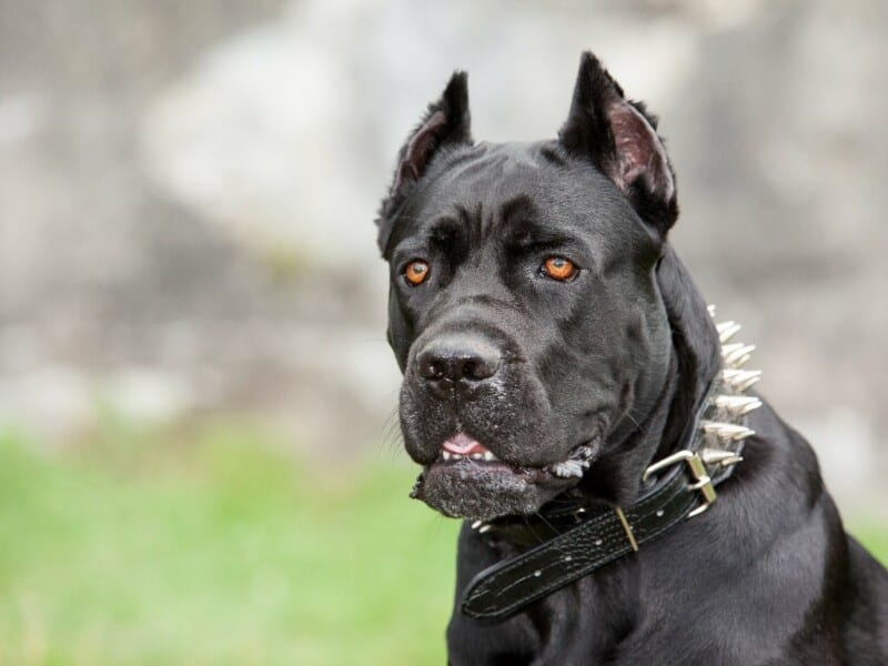 What makes a Cane Corso aggressive