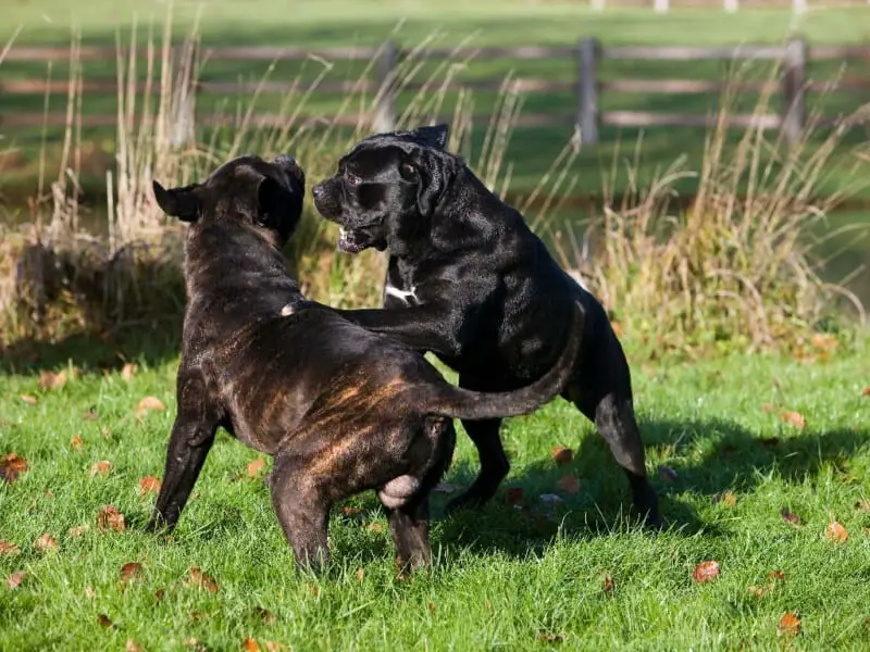 how long do cane corso stay in heat